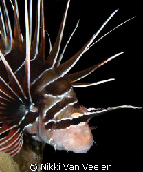 Clearfin lionfish portrait taken on a night dive at Ras U... by Nikki Van Veelen 